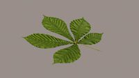 Leaf chestnut