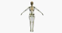 Lymphatic System with Skeleton Female 3DSmax