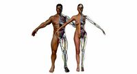Male and Female Full Body Anatomy