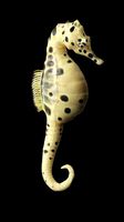 Potbelly Seahorse