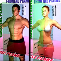 Male and Female Planes of Motion Rigged