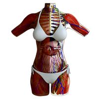 Detailed African American Female Torso Medical Edition