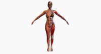Ultimate Complete Female Body Anatomy 3DSmax