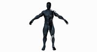 Ultimate Male Anatomy Project