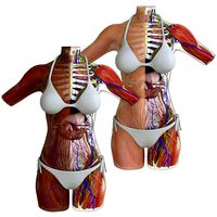 Detailed Female Torso Anatomy