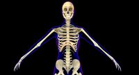 Full Female Skeleton X-Ray