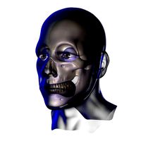 X-Ray Male Face Unrigged