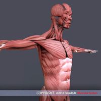 Muscular System