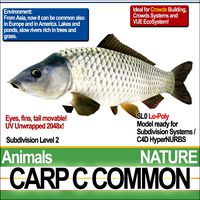 Carp C Common