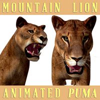 Mountain lion - 3d model