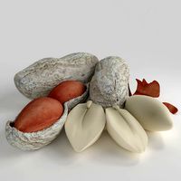 Realistic Peanut