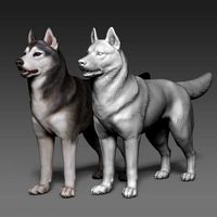 Siberian Husky high polygon 3D model with polypaint