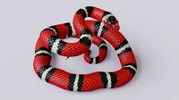Rigged Scarlet Kingsnake