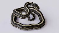 Rigged Garter Snake