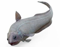 Abyssal Grenadier Rigged