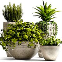 Decorative plant set-51