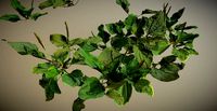 Photorealistic Broadleaf Plantain - plant for ground coverage