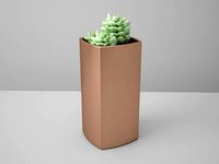 Sedum Morganum Cactus Copper Potted