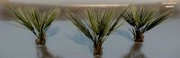 Palm bush Small