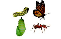 InsectPack 1