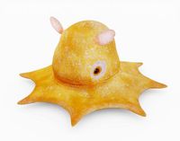Flapjack Octopus