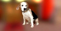 Beagle Dog