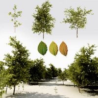 Tree pack A