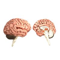 Human Brain