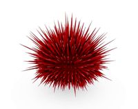 Sea Urchin