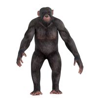 Chimpanzee