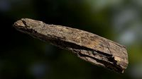 Old rotten wood low poly 3D model