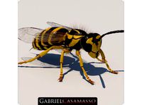 Yellow Jacket Wasp - Vespula Squamosa