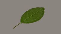 Plum leaf
