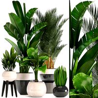 Collection of ornamental plants in pots