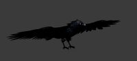 crow  bird