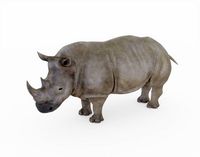 Rhino Rigged