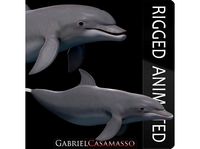 BottleNose Dolphin Tursiops Truncatus