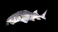 White Sturgeon animated version