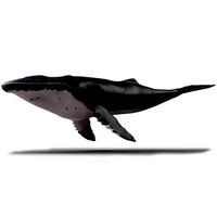 Humpback Whale - Megaptera Novaeangliae
