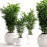 Houseplant 20