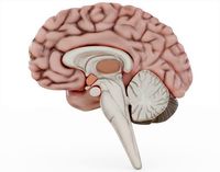 Human Brain Visualization