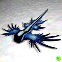 Glaucus atlanticus low poly