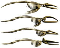 Whale Skeletons Collection