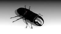 Giant Stag Beetle