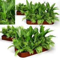 Flowerbed Palm