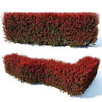 Berberis Thunbergii Nr7 Atropurpurea Nana customizable hedge