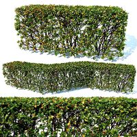 Cotoneaster lucidus Nr3 customizable transparent hedge
