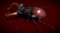 Stag Beetle
