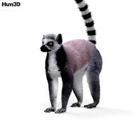 Ring-Tailed Lemur HD
