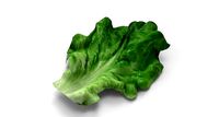 Lettuce - leaf